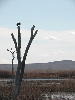 Bald Eagles as we left Bosque del Apache NWR