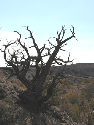 Solitude Canyon Trail