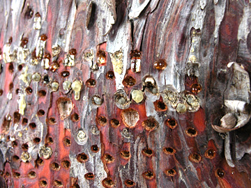 Sapsucker Wells at Caballo Lake State Park, New Mexico