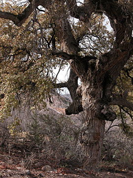 Portal, Arizona