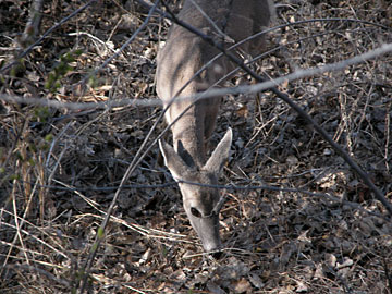 Whitetail Deer at Patagonia-Sonoita Creek Preserve