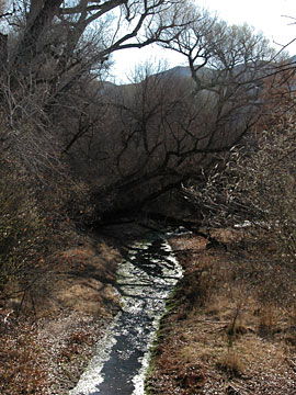 Patagonia-Sonoita Creek Preserve