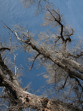 Cottonwood at Patagonia-Sonoita Creek Preserve