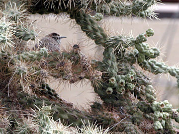 Cactus Wren on nest at Shannon Road, Tucson, Arizona