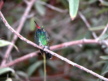 Broad-billed Hummingbird