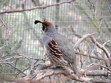 Gamel's Quail