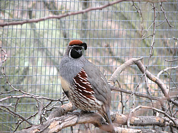 Gambel's Quail at Arizona Sonoran Desert Museum