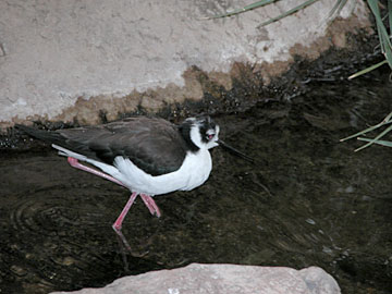 One of our favorites - Black-necked Stilt at Arizona Sonoran Desert Museum