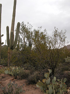 Saguaro National Park, Arizona