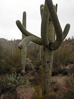 Saguaro at Saguaro National Park, Arizona