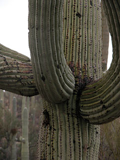 Close up of a saguaro, Saguaro National Park, Arizona