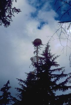 Osprey nest