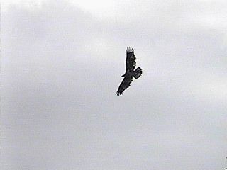 Immature Bald Eagle