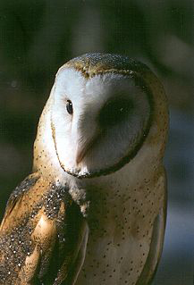 Barn Owl