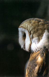 Barn Owl