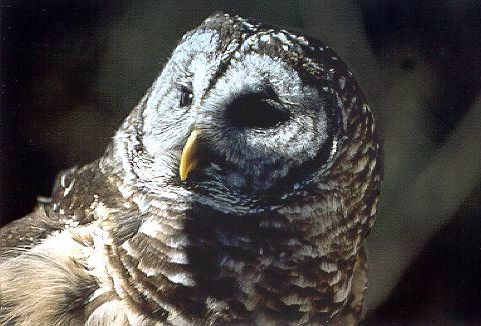 Barred Owl