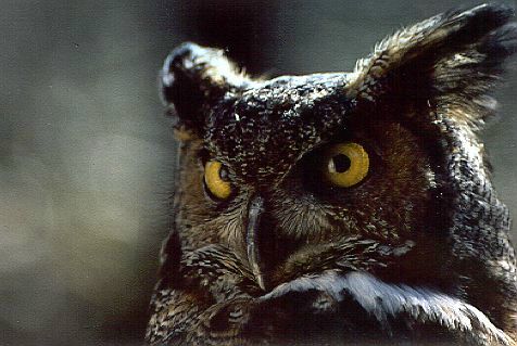 Great Horned Owl