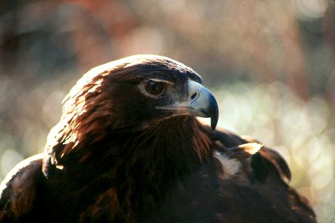 Golden Eagle