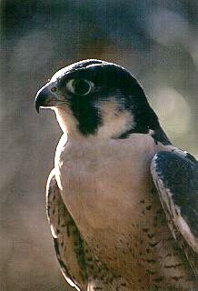 Peregrine Falcon