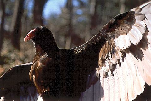 Turkey Vulture