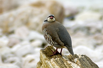 Chukar on causeway to Antelope Island, Utah