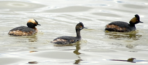 Horned and Eared Grebes at Antelope Island State Park, Utah