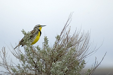 Western Meadowlark - Antelope Island State Park, Utah