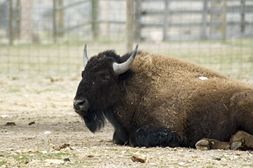 Bison at the corrals on Antelope Island, Utah