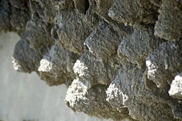 Cliff Swallow nests at Bear River Migratory Bird Refuge, Utah