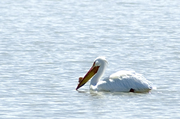 American White Pelican