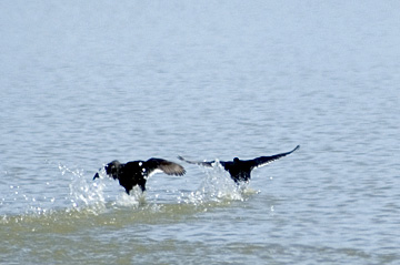 Squabbling American Coots, Bear River Migratory Bird Refuge, Utah