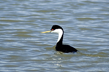 Western Grebe at Bear River Migratory Bird Refuge, Utah