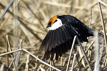 Yellow-headed Blackbird, Bear River Migratory Bird Refuge