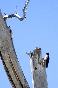 Lewis's Woodpecker, Utah