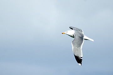 California Gull, The Utah State Bird, Antelope Island, Utah