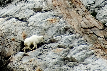 Rocky Mountain Goat, Little Cottonwood Canyon, Utah