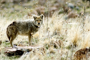 Coyote, Antelope Island State Park, Utah