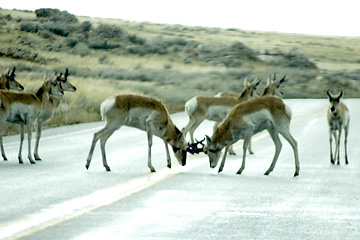 Pronghorn on road at Antelope Island, Utah