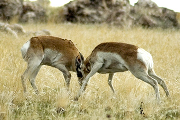 Pronghorn at Antelope Island, Utah