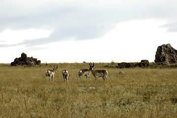 Pronghorn at Antelope Island, Utah