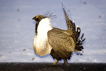 Greater Sage Grouse on lek, East Canyon, Utah