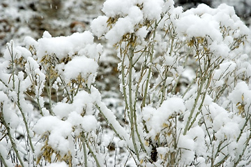 Snowy Day - on way from East Canyon to Morgan City, Utah