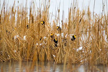 Yellpw-headed Cowbirds in Cattails, Glover's Lane, near Farmington, Utah