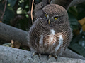 Asian Barred Owlet, India