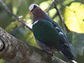 Asian Emerald Dove, Sri Lanka