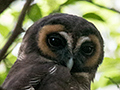 Brown Wood-Owl, Sri Lanka