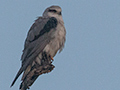 Black-shouldered Kite, India