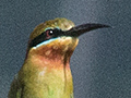 Blue-tailed Bee-eater, Sri Lanka