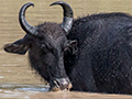 Water Buffalo, Sri Lanka