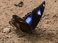 Butterfly, Kitulgala, Sri Lanka